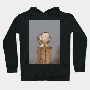 Snowy Owl prepares for liftoff Hoodie